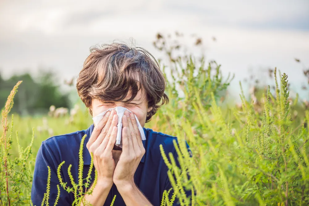 Ragweed Allergy: Facts, Symptoms and Treatment