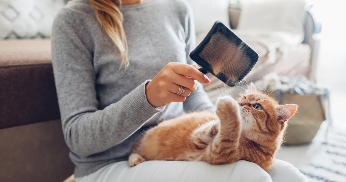 Hairballs in Cats Symptoms, Causes, and Treatment ActiveBeat Your