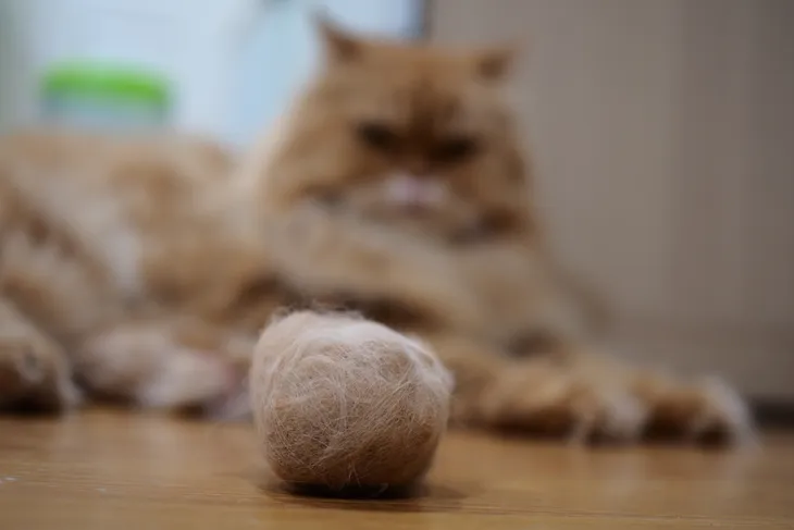 Hairballs in Cats - Symptoms, Causes, Diagnosis, Treatment