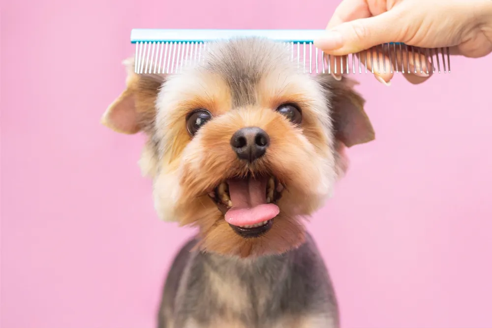Hassle-Free Grooming: The Incredible Benefits of Mobile Pet Grooming Services