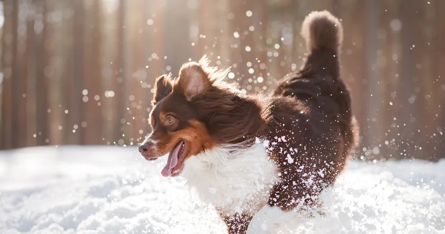 Ways to Protect Your Dog from Cold Weather Health Hazards