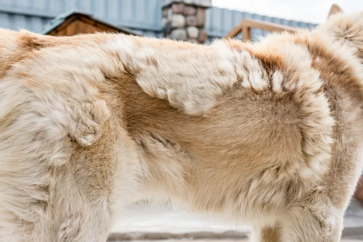 Dog sheds so store much