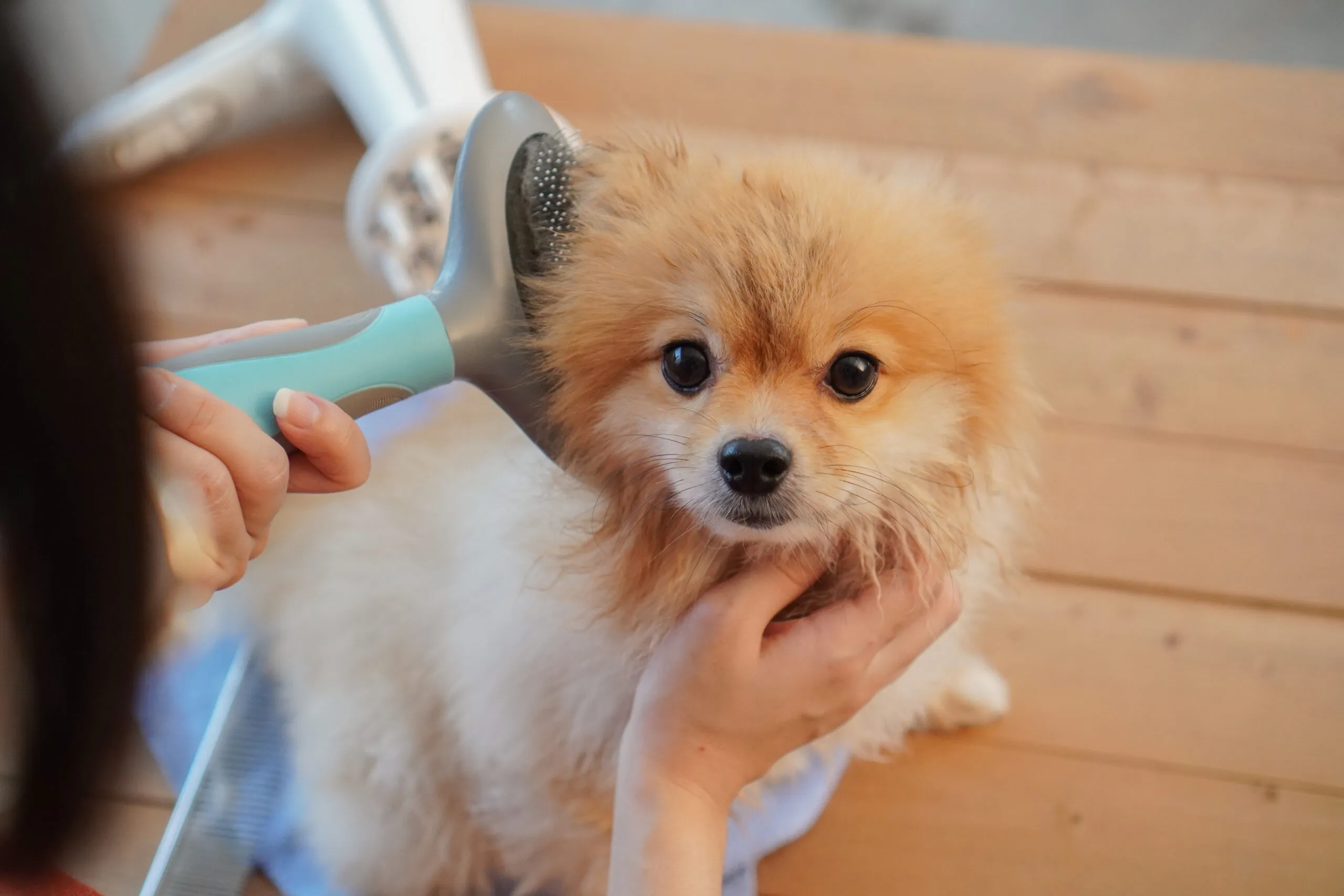 Choosing the Right Grooming Brush for Your Dog