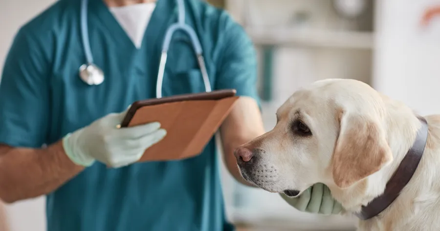 Lymphoma in Dogs: Types, Symptoms, Causes and Treatment