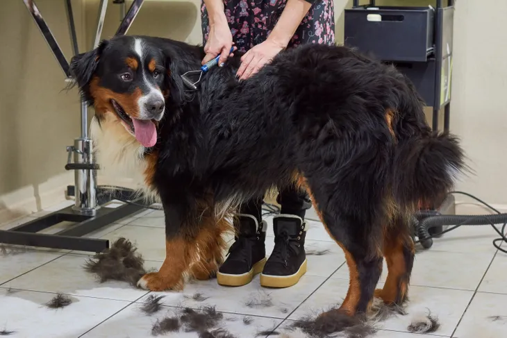 Bernese mountain dog hair 2024 loss