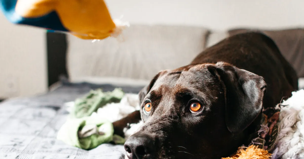 Ways To Know If Your Dog Is In Pain ActiveBeat Your Daily Dose of