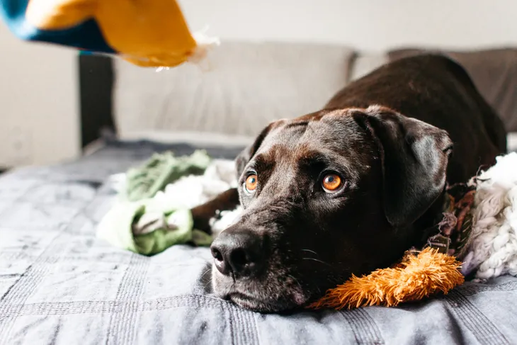 is drooling a sign of anxiety in dogs