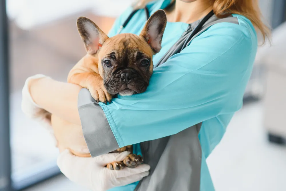 Kidney Disease in Dogs: Signs, Causes, and Treatments