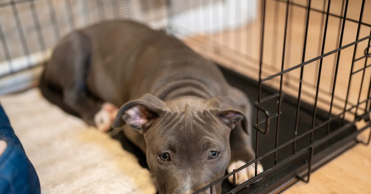 A Guide to Crate Training Your Puppy ActiveBeat Your Daily Dose of