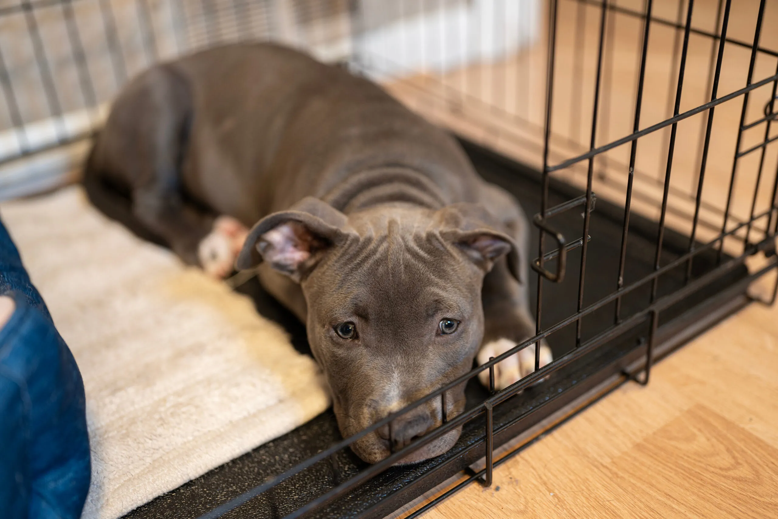 A Guide to Crate Training Your Puppy