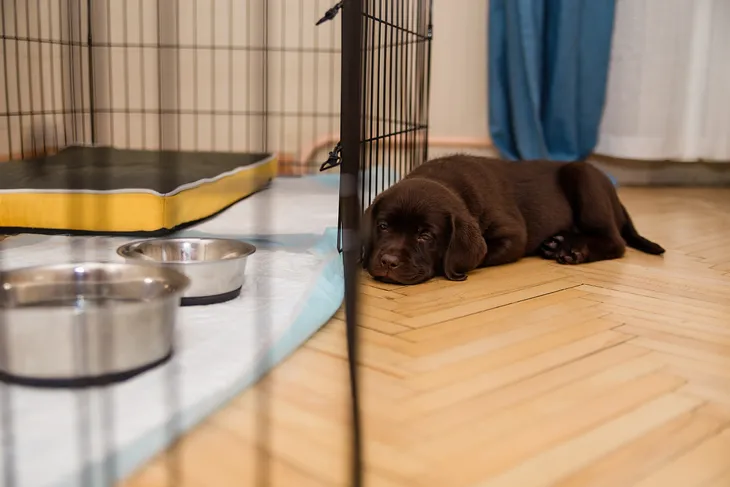 Crate Training A Puppy: 6 Easy Steps - Dogs Naturally Magazine