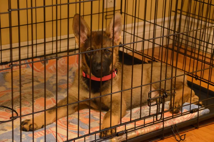 Crate Training A Puppy: 6 Easy Steps - Dogs Naturally Magazine