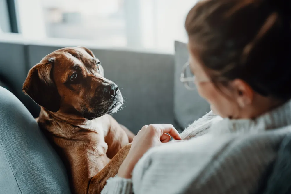 Dogs Can Get Dementia – But Lots of Walks May Lower The Risk