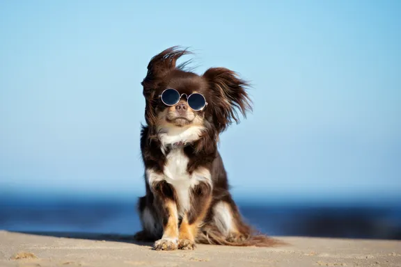 Sunburns in Dogs: Symptoms, Treatments, and Prevention