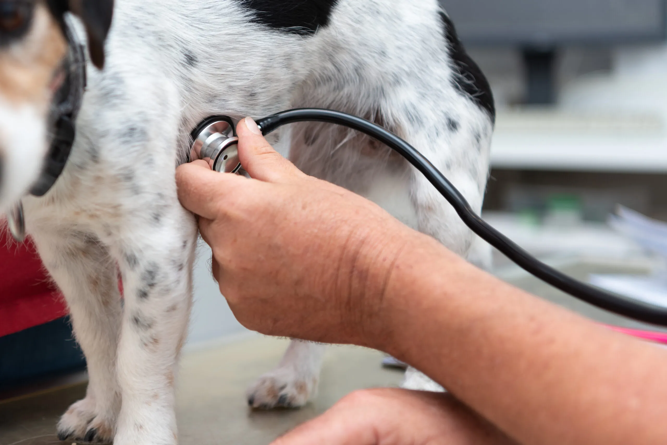 Heart Disease in Dogs: Signs, Causes, and Treatment