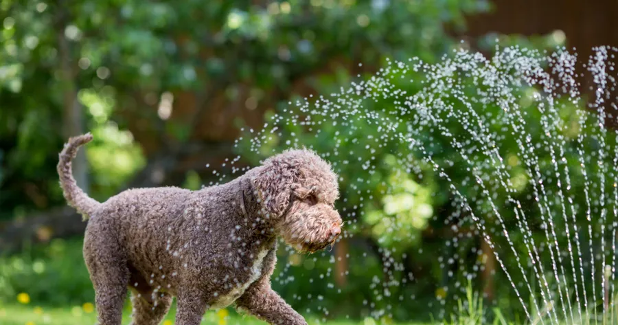 Outdoor Activities to Keep Your Dog Healthy