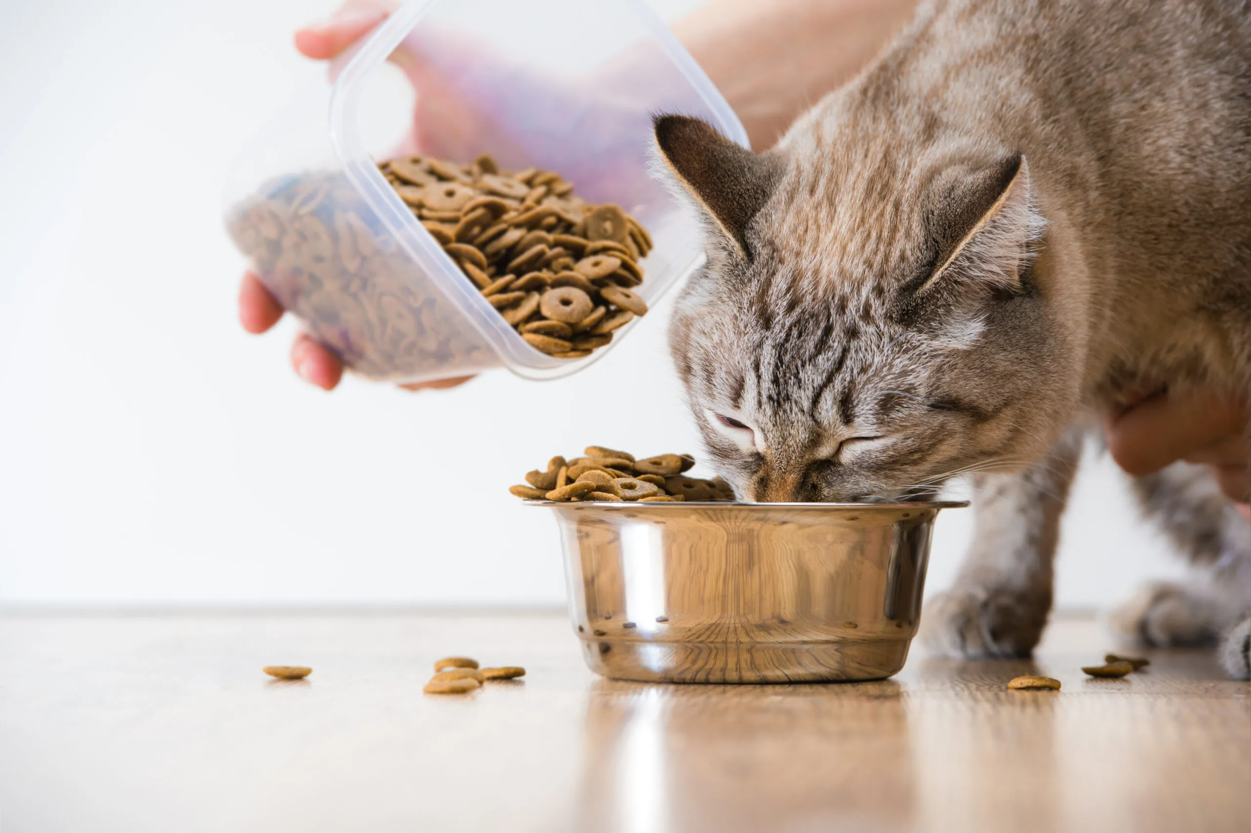 Common Mistakes to Avoid When Feeding Your Cat ActiveBeat Your