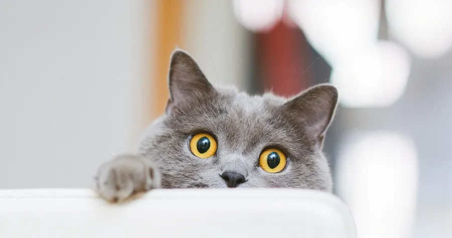 Ways to Know if Your Cat Is in Pain