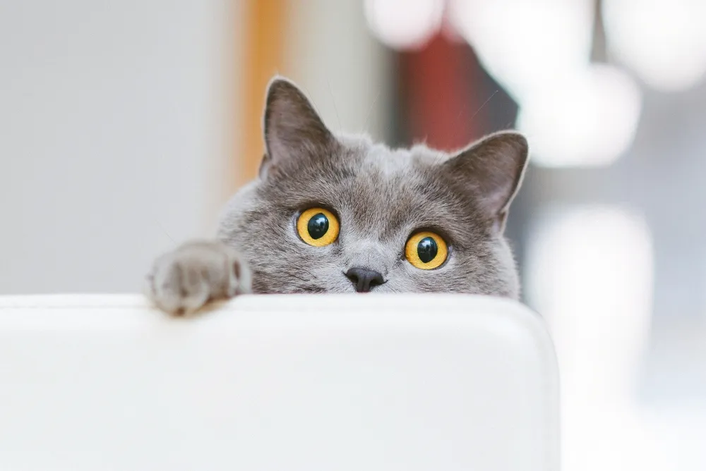 Ways to Know if Your Cat Is in Pain