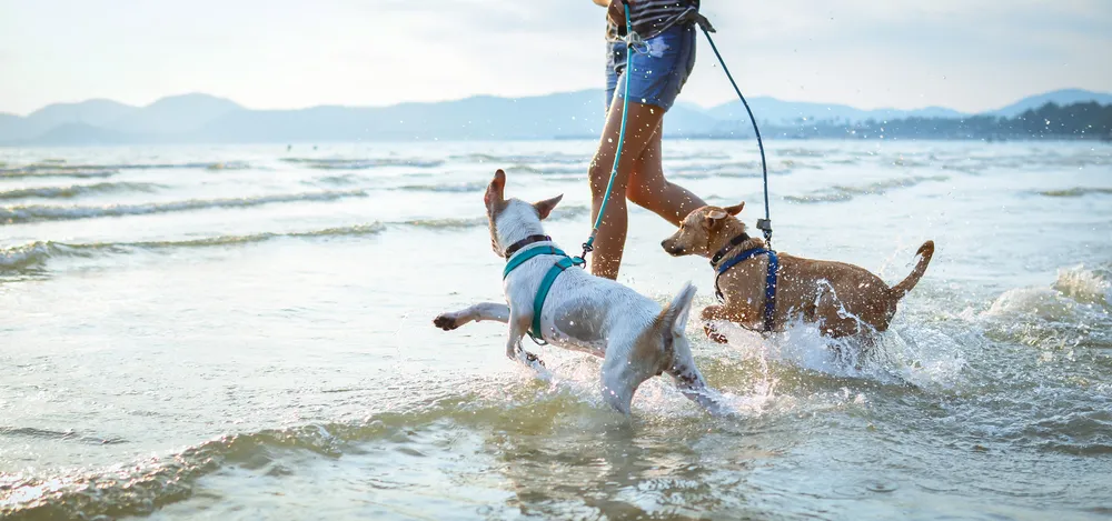 Summer Safety Tips for Pets