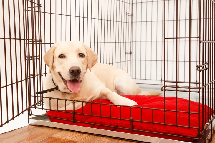 How long can a dog stay in 2024 a kennel