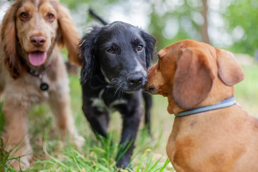 Kennel Cough in Dogs: Symptoms, Causes, Treatment, and Prevention