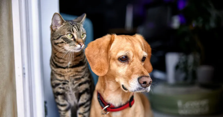 How to Protect Your Pets From Wildfire Smoke