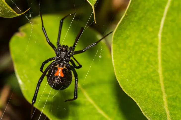 Black widow spider - Mayo Clinic