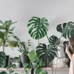 Easiest Houseplants to Maintain and Keep Alive