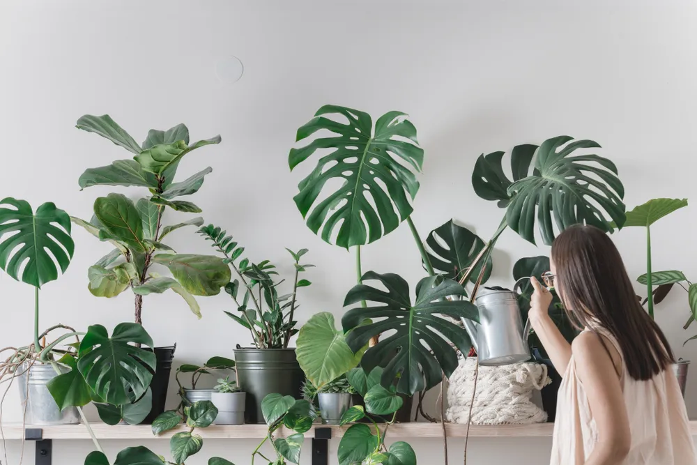 Easiest Houseplants to Maintain and Keep Alive