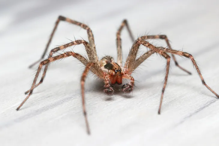 Cleveland Spiders  Spider Bite , Black T Shirt