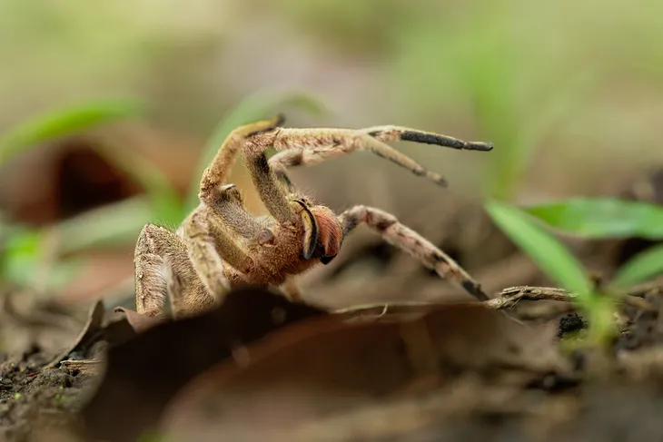 Antidotum Tarantulae 