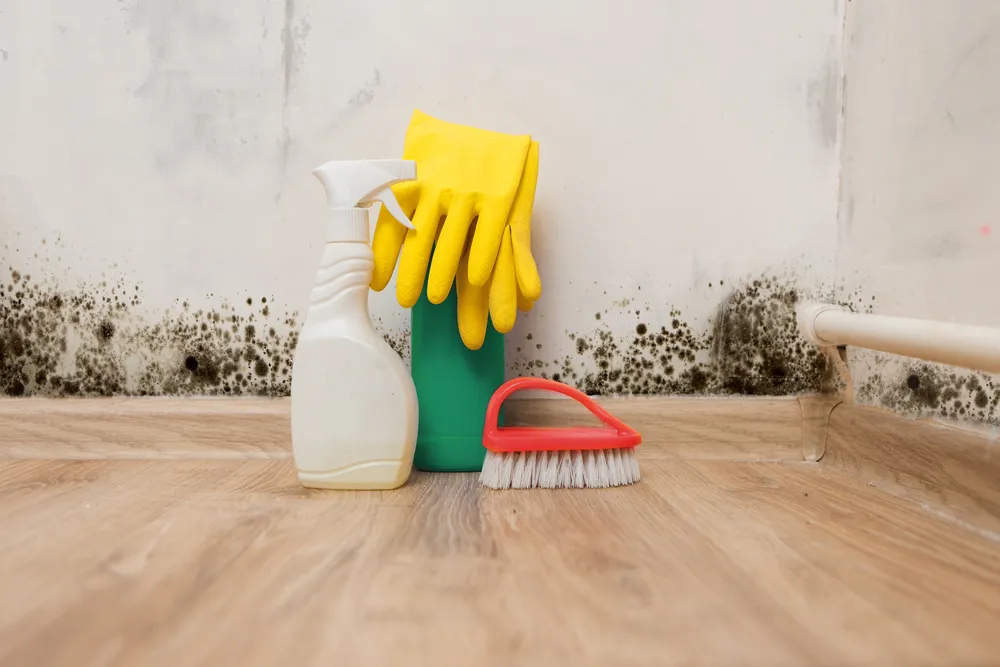 Top 5 Reasons for Using Professional Mold Removal Services