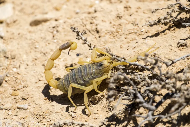 Scorpion Stings: Myths and Facts - Banner Health