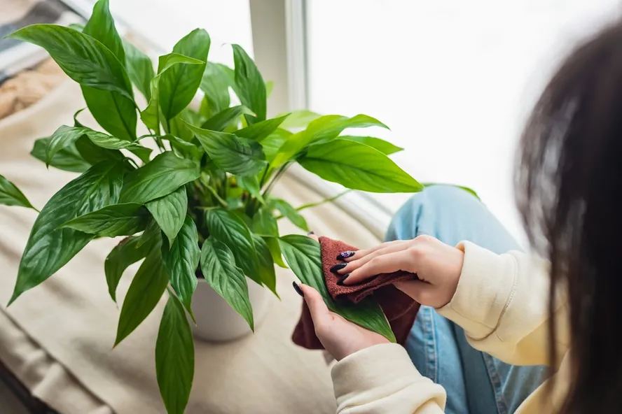 How to Transition Plants Indoors for Colder Weather