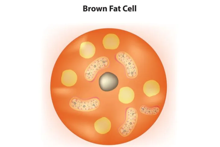 Brown Fat: What Is It, Potential Benefits, and Health Effects ...