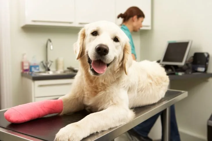 Top 7 Pet Insurance Companies in 2023