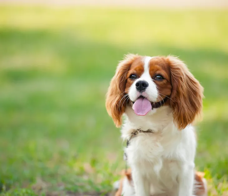 do cavalier king charles spaniels bark a lot