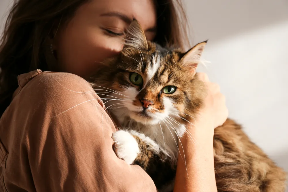 Top 5 Cat Food Brands for Your Furry Friend’s Health and Wellness