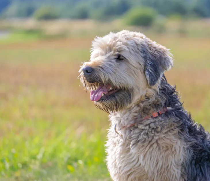 Hypoallergenic terrier dog sales breeds