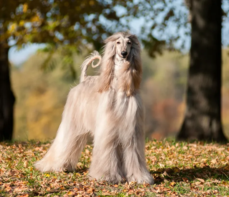 Largest hypoallergenic 2024 dog breeds