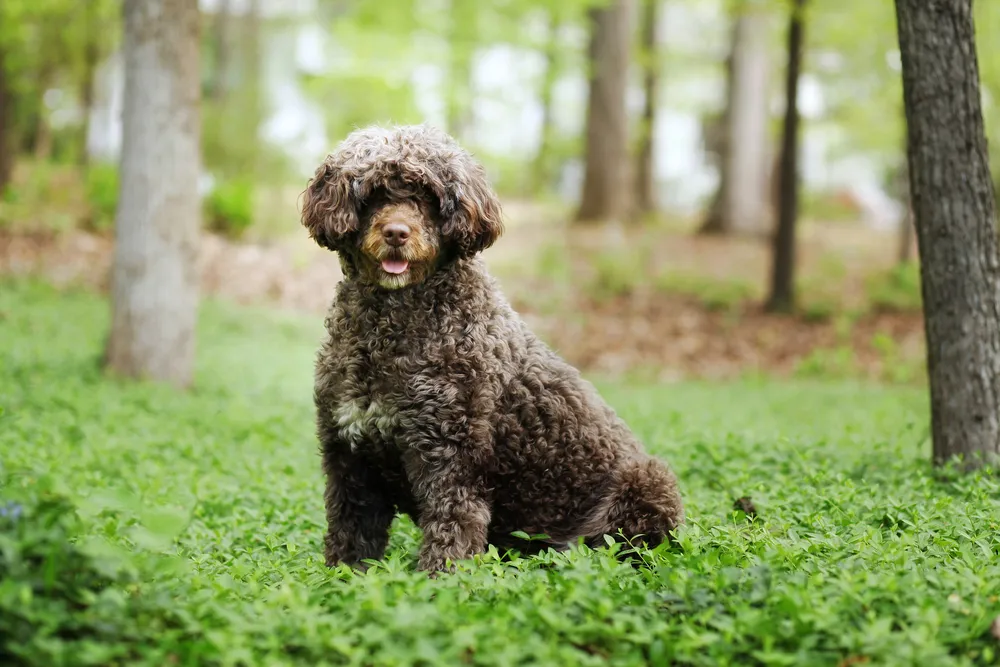 are small greek domestic dog hypoallergenic