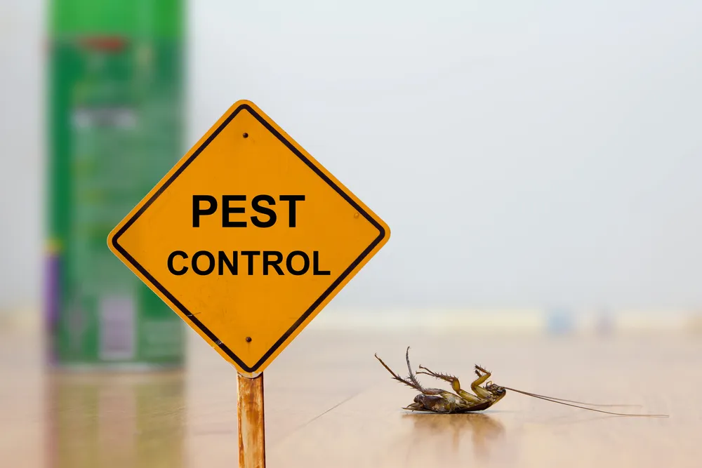 Battling Invaders: Why Regular Pest Inspections are Key to Prevention