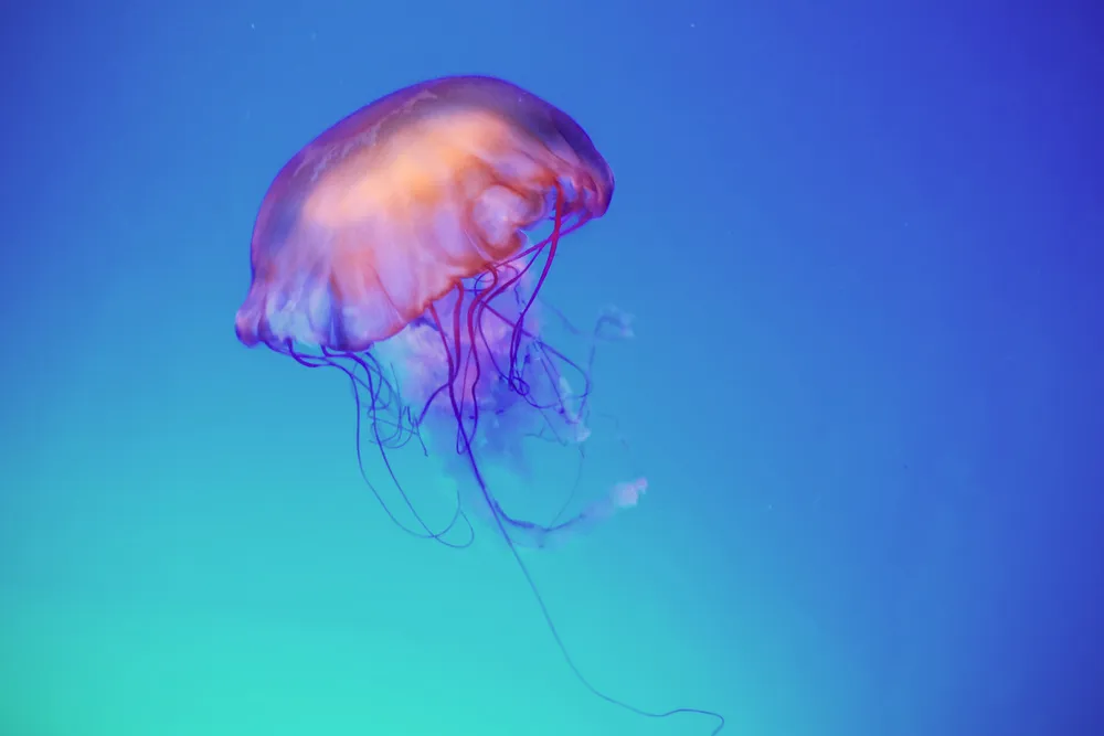 How to Treat Jellyfish Stings (Hint: Urine Not Recommended)