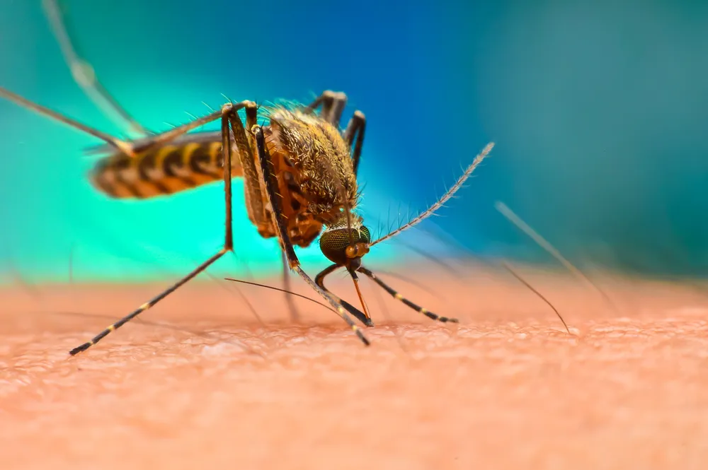 Locally Transmitted Malaria in the US Could Be a Harbinger of Rising Disease Risk in a Warning Climate — 5 Questions Answered