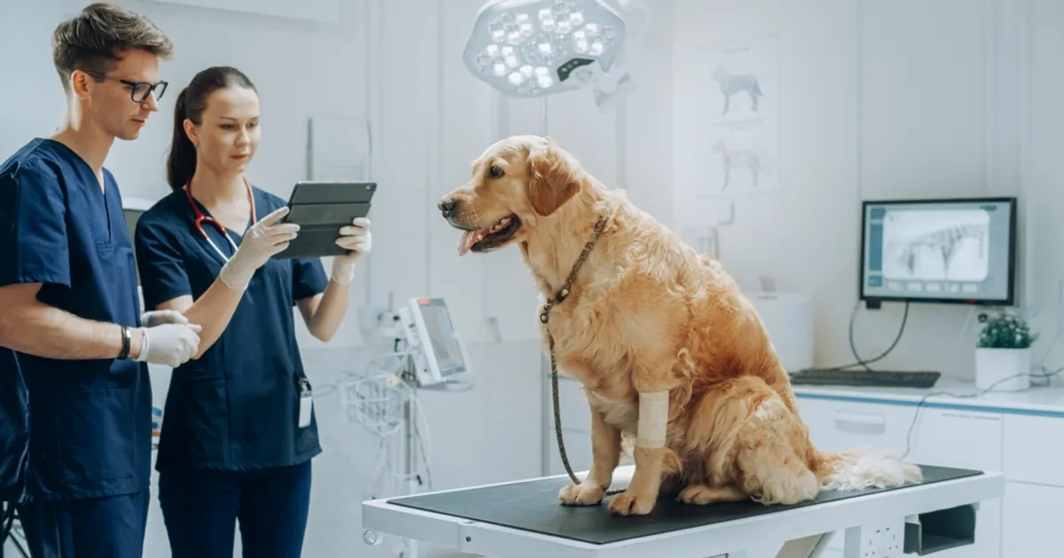 The Advantages of Vet Clinic Software ActiveBeat Your Daily Dose of Health Headlines