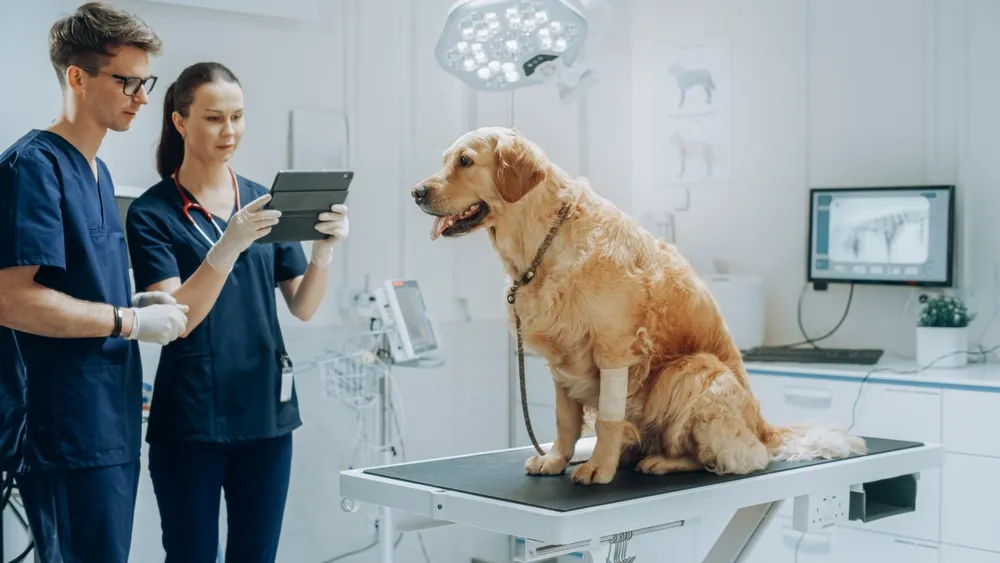 The Advantages of Vet Clinic Software